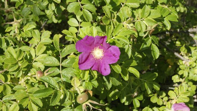 Rosa rugosa / Rosa rugosa